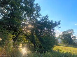 Views for the mavis plot