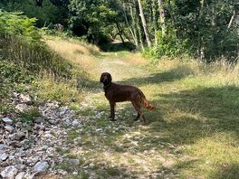 Loving this woodland walk