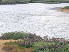 1/4 from site
