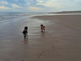 Dog friendly beaches