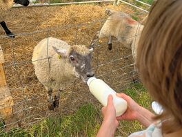 Feeding the very cute sheep.