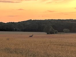 Best walk of the night 5min from the pub farmland walk where i spotted a wild stag!! beautiful !