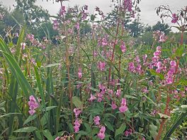 Some wild flowers