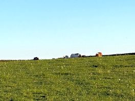 Cows