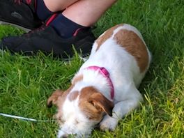 Sleepy dog after long walk in the nearby forestry