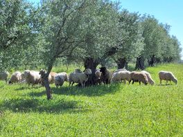 Schapen in de olijfgaard