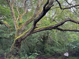 Woods