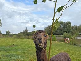 Llamas and alpacas….fab x