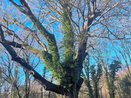 The oak tree that’s been there since the 1550