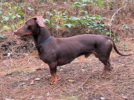 One very happy little dog looking for squirrels