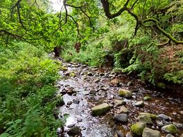 Stream