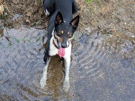 My collie enjoying the fresh stream water