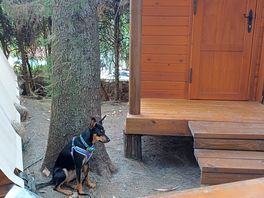 Con nuestra mascota