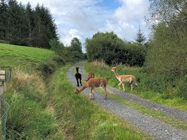 De alpaca’s