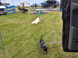 Dogs chilling