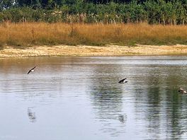 Swifts