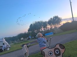 Geese crossing over camp.
