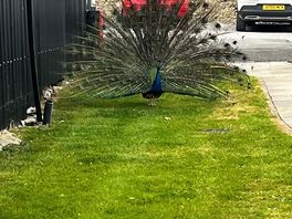 Peacock saying hello