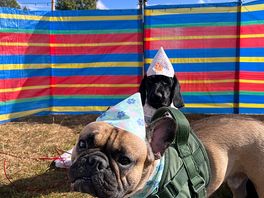 Dogs having a wonderful time