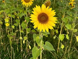 Sunflowers everywhere.