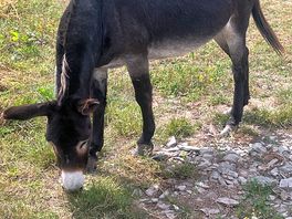 Petting donkey