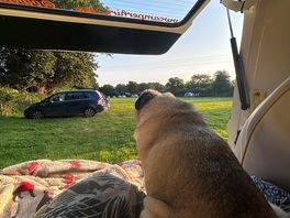 Our pug enjoying the view