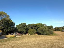 Forest campsite
