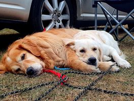 Dog freindly