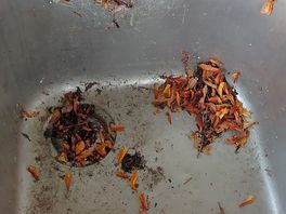 Sink full of cobwebs and leaves