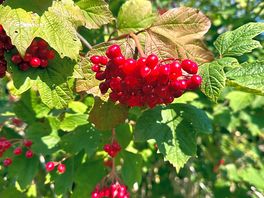 Berries