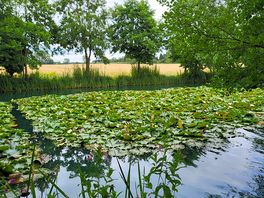 Monet lake