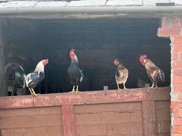 Farmyard friends