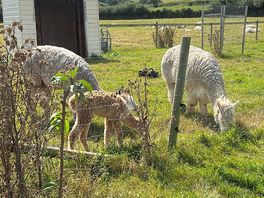 Alpacas on site