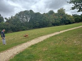 Dog field
