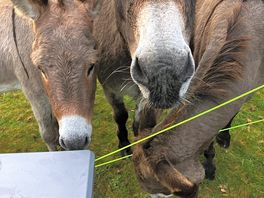 Friendly and curious donkeys!