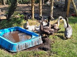 Indian runner ducks also wonder freely