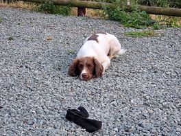 Bertha and her sock