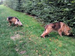 Great sniffing in dog walk