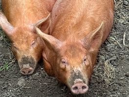 Tamworth pigs