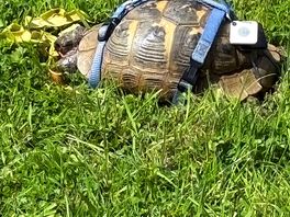 Photo from my phone never seen such a big paddock tortoise