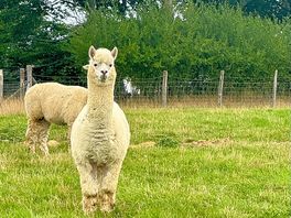 Pouting alpaca