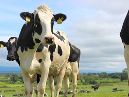 Dairy cows in the field