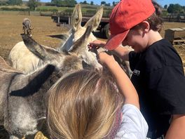Kids loved the friendly donkeys on site