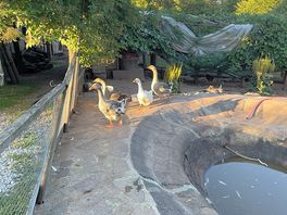 Geese