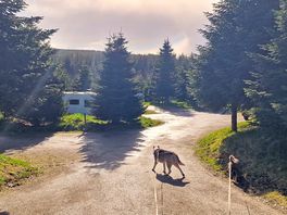 Dog walk