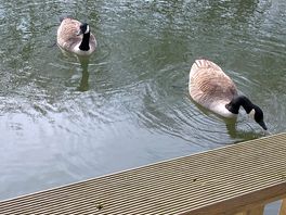 We spent ages at the pond with the geese and ducks xx
