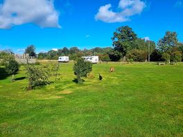 Campsite early morning, dogs playing!!
