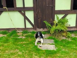 Rowan dog 🐶🐕 waiting to meet mr. badger 🦡 .