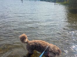 Little dip in the lake