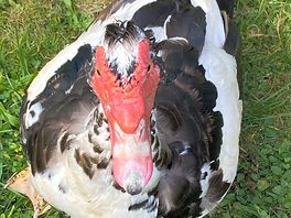 Duck neighbors